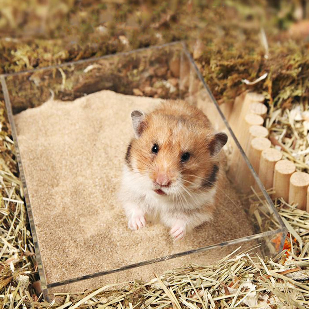 DR.DUDU hamster au pelage propre après bain avec sable absorbant