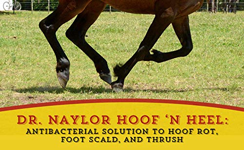 Dr. Naylor produit appliqué sur sabot de cheval en box, soin sûr