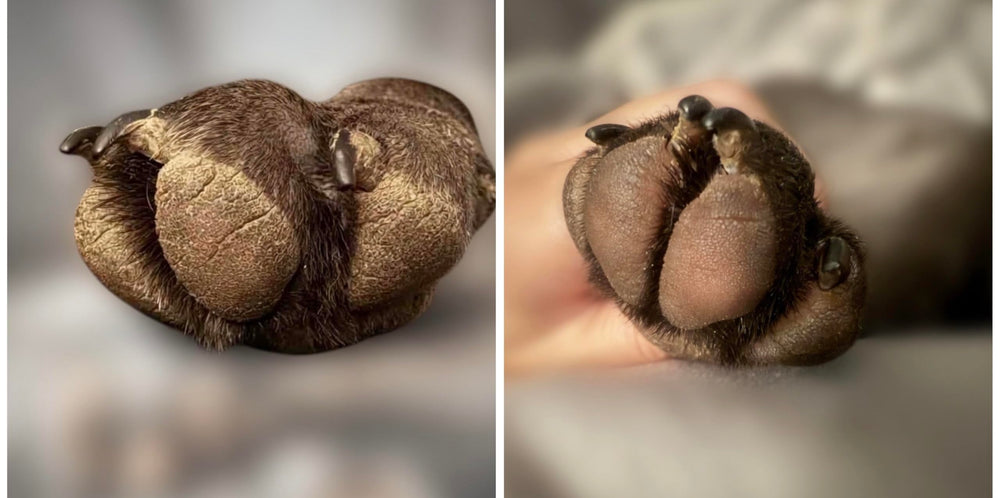 Draco's Nose Balm en contexte maison avec chien, usage quotidien et prévention