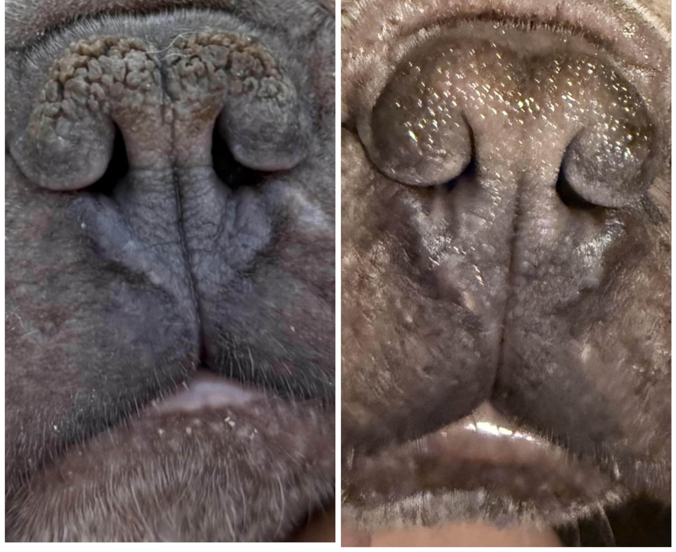 Draco's Nose Balm comparaison coussinets avant après, restauration de la souplesse