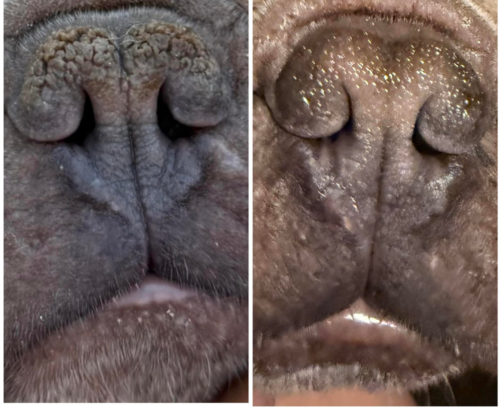 Draco's Nose Balm comparaison coussinets avant après, restauration de la souplesse