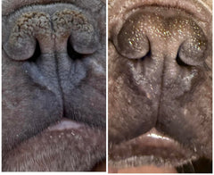 Draco's Nose Balm comparaison coussinets avant après, restauration de la souplesse