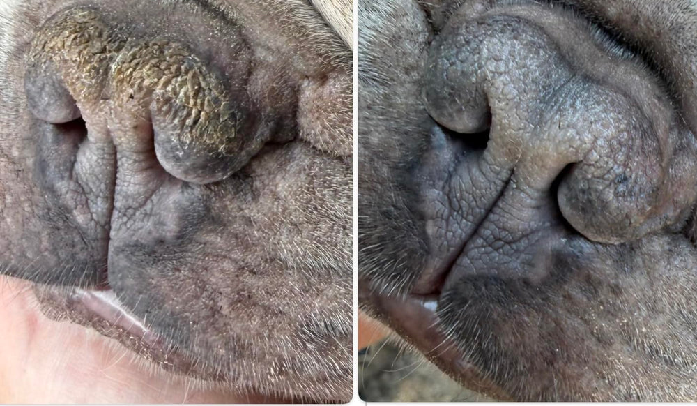 Draco's Nose Balm texture en gros plan, onctuosité pour application facile