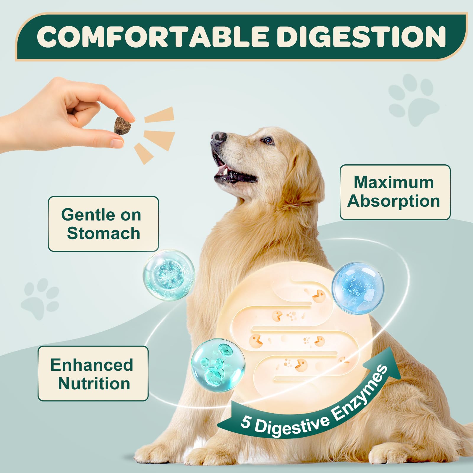 DRFOSTER friandises à côté d’un chien illustrant échelle et portion