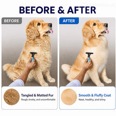 DSKRUI en train de démêler un Golden Retriever pour réduire les nœuds