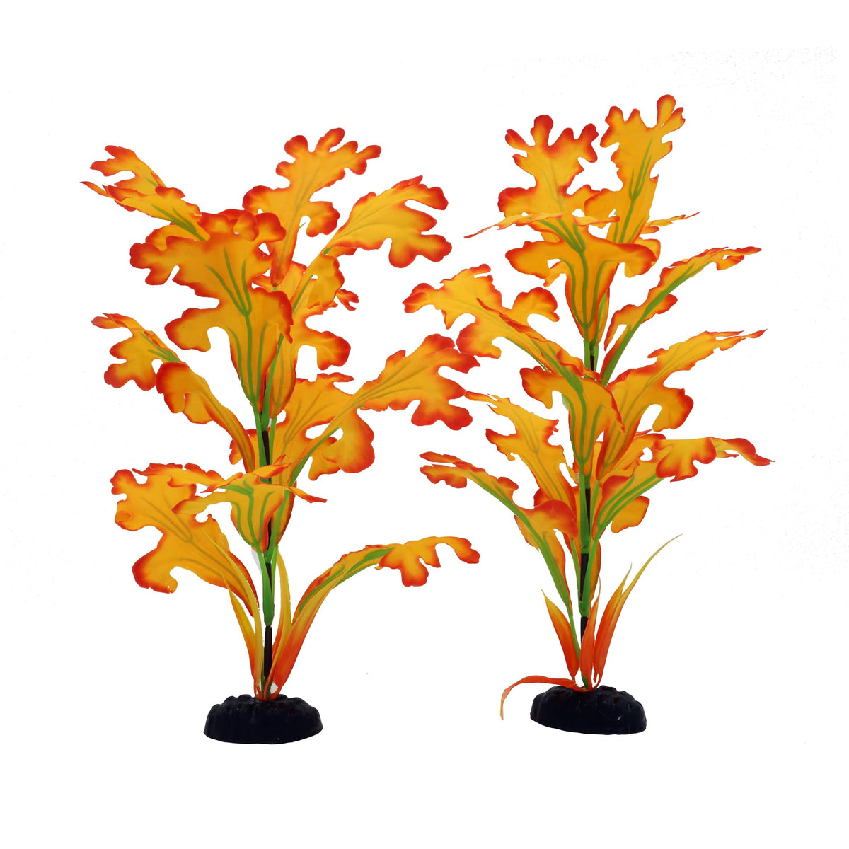 DVHEY vue frontale du pack de deux plantes, décor immédiat