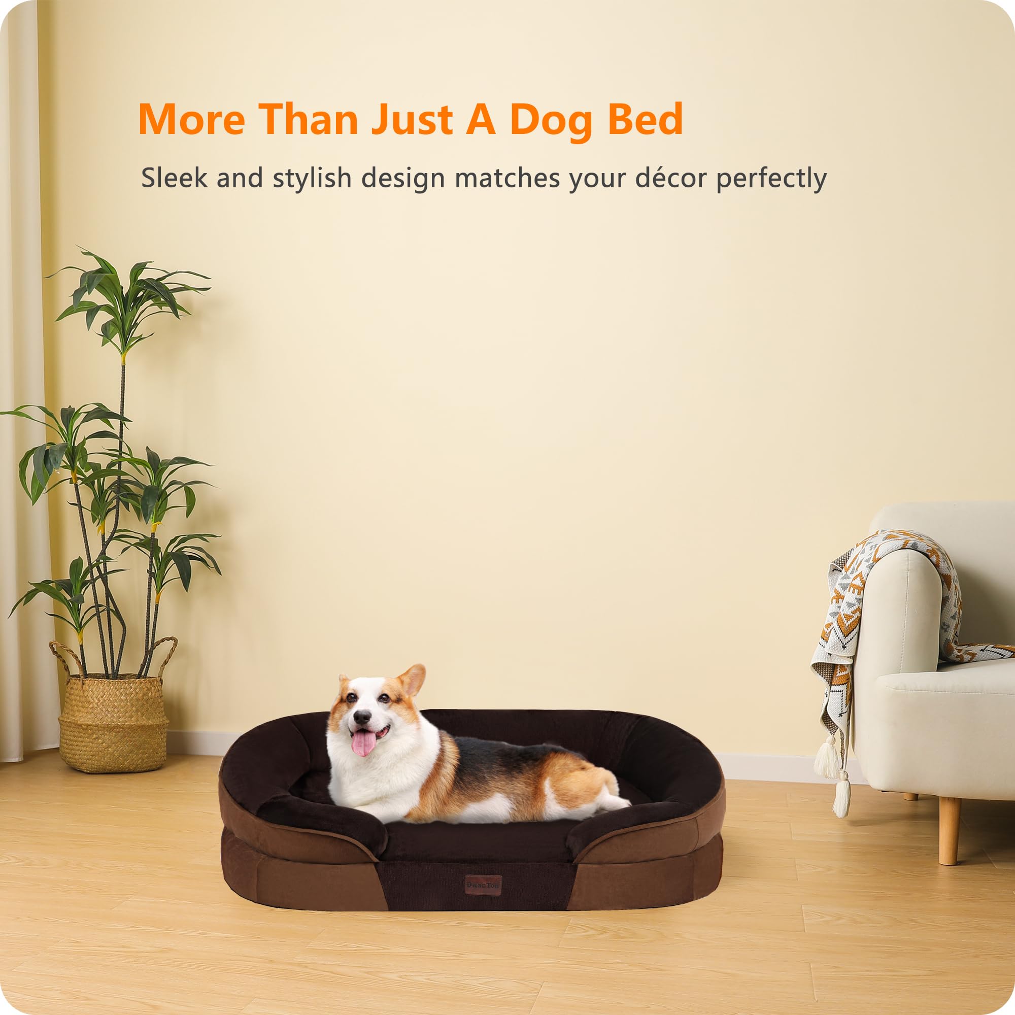 Dwanton comparaison taille montrant espace adapté pour chien medium