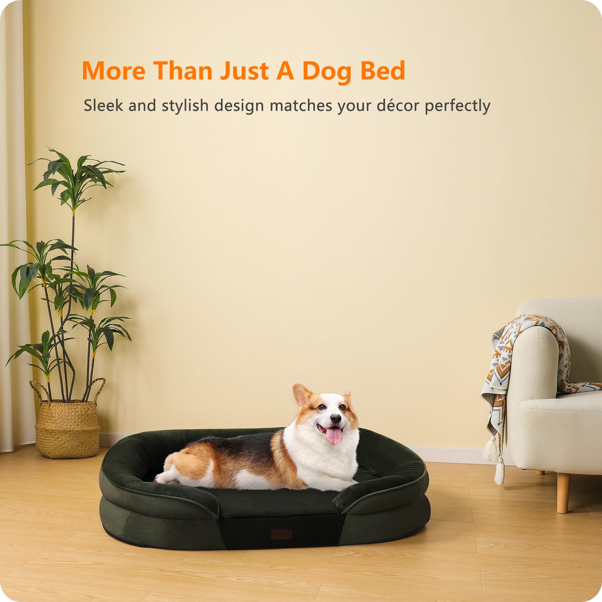 Dwanton lifestyle dans salon démontrant confort quotidien pour chien