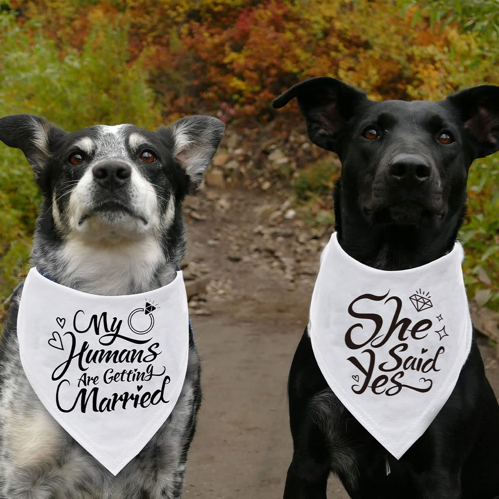 Dzmodz bandana porté par chien lors d’un mariage ajoutant charme et cohérence visuelle
