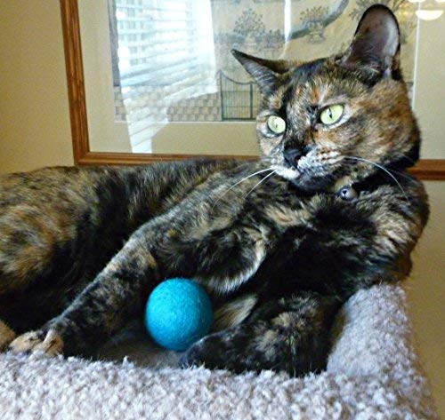 Earthtone Solutions nuances arc‑en‑ciel de la pieuvre attirant l’attention visuelle du chat