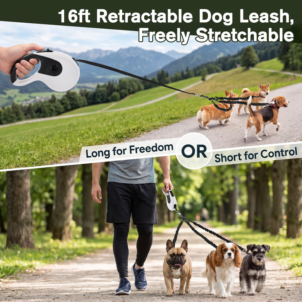 Eccliy laisse en usage avec trois chiens pour contrôle pratique