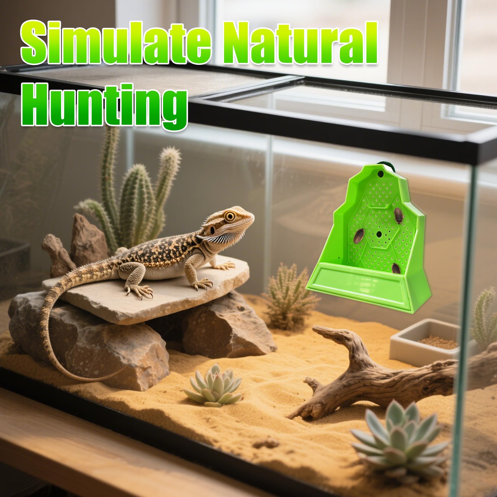 Eckpo dans terrarium montrant usage réel et enrichissement animal