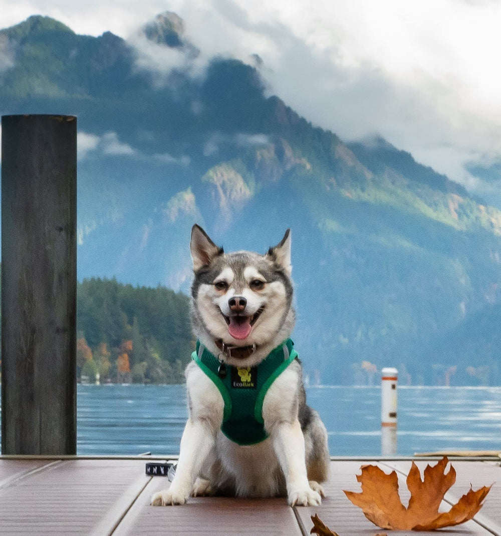 EcoBark coutures renforcées gros plan, durabilité pour usage quotidien