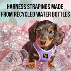EcoBark sangle recyclée colorée résistante offrant durabilité écologique