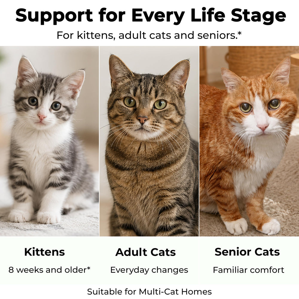 EcoGo posé sur lit de chat montrant création d’un espace familier
