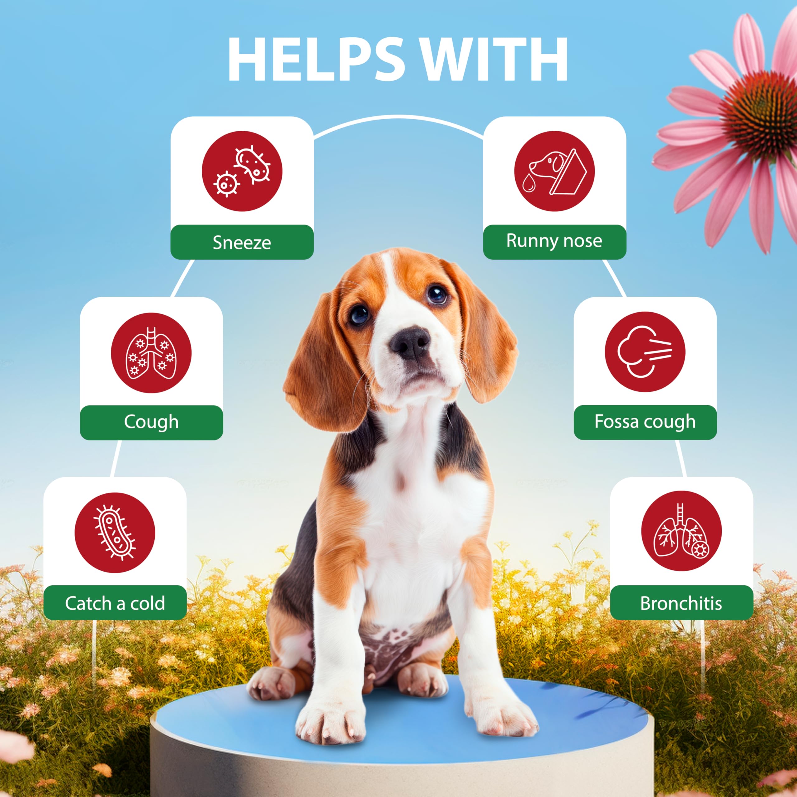 EDUZEBRA démonstration d'administration chez un chien pour un soulagement pratique