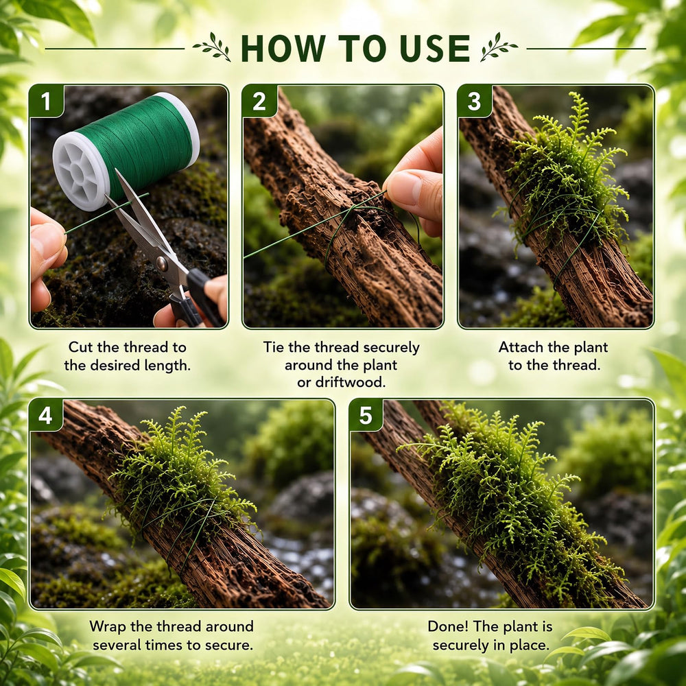 ElaraBerry fil utilisé pour attacher Java moss, maintien naturel