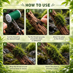 ElaraBerry fil utilisé pour attacher Java moss, maintien naturel