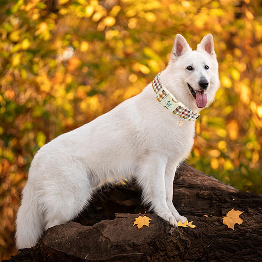 Elegant little tail chiot portant le collier en extérieur, look automnal sécurisé