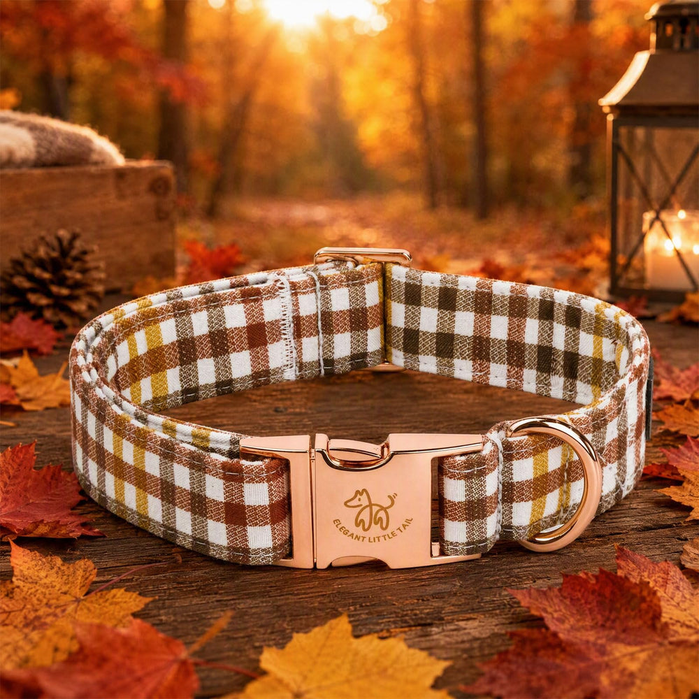 Elegant little tail collier porté par petit chien lors d'une promenade automnale confortable