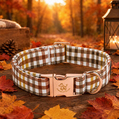 Elegant little tail collier porté par petit chien lors d'une promenade automnale confortable