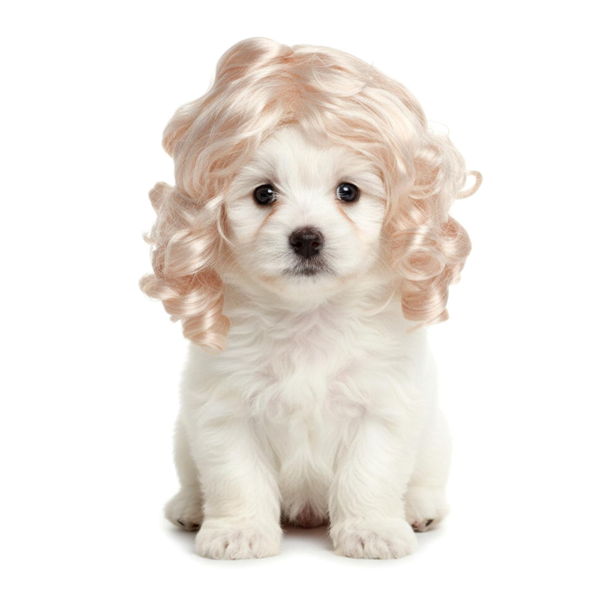 Elegaperma perruque face affichant look blond doré et transformation amusante