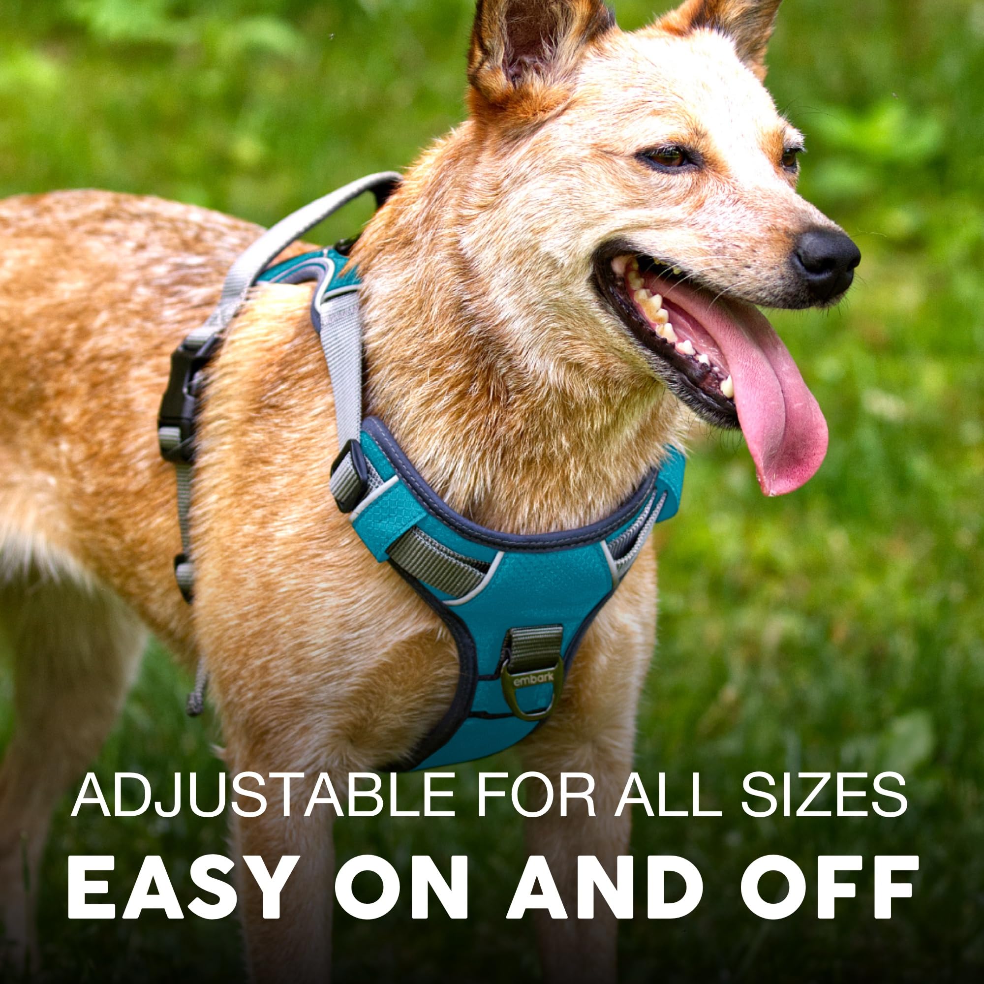 Embark harnais sur grand chien en promenade pour contrôle sans traction