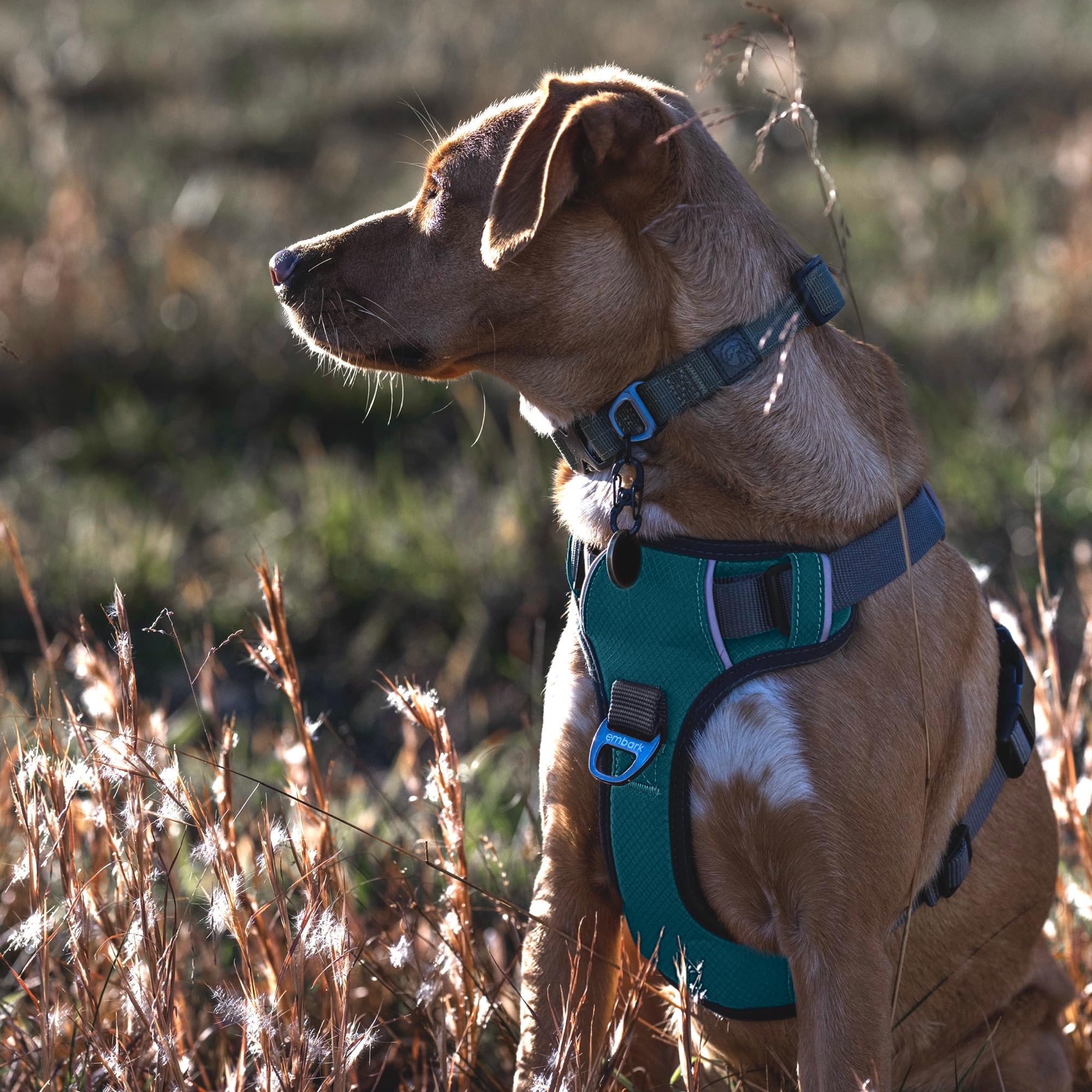 Embark harnais rembourrage anti-frottement pour confort prolongé