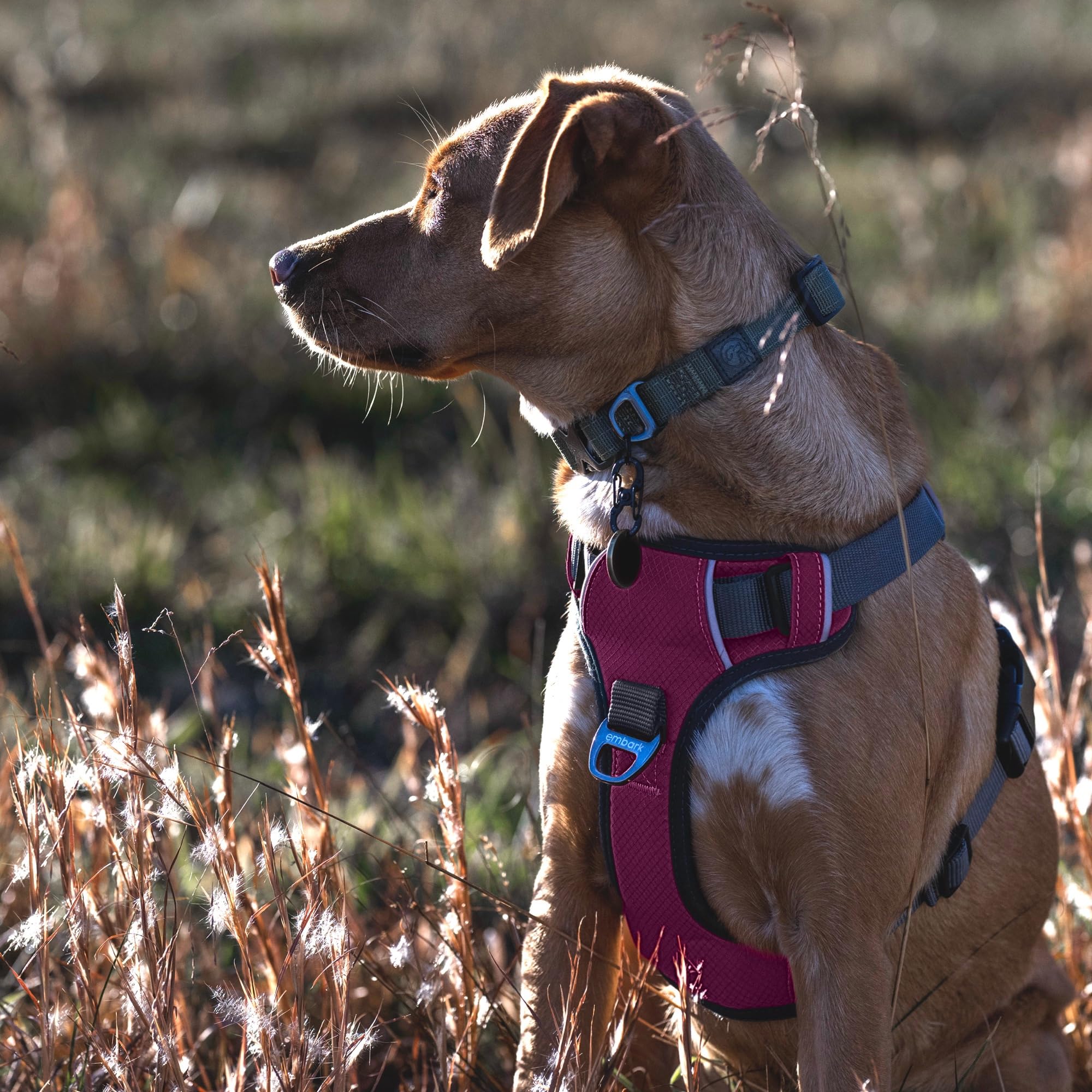 Embark Pets gros plan rembourrage respirant protégeant le cou
