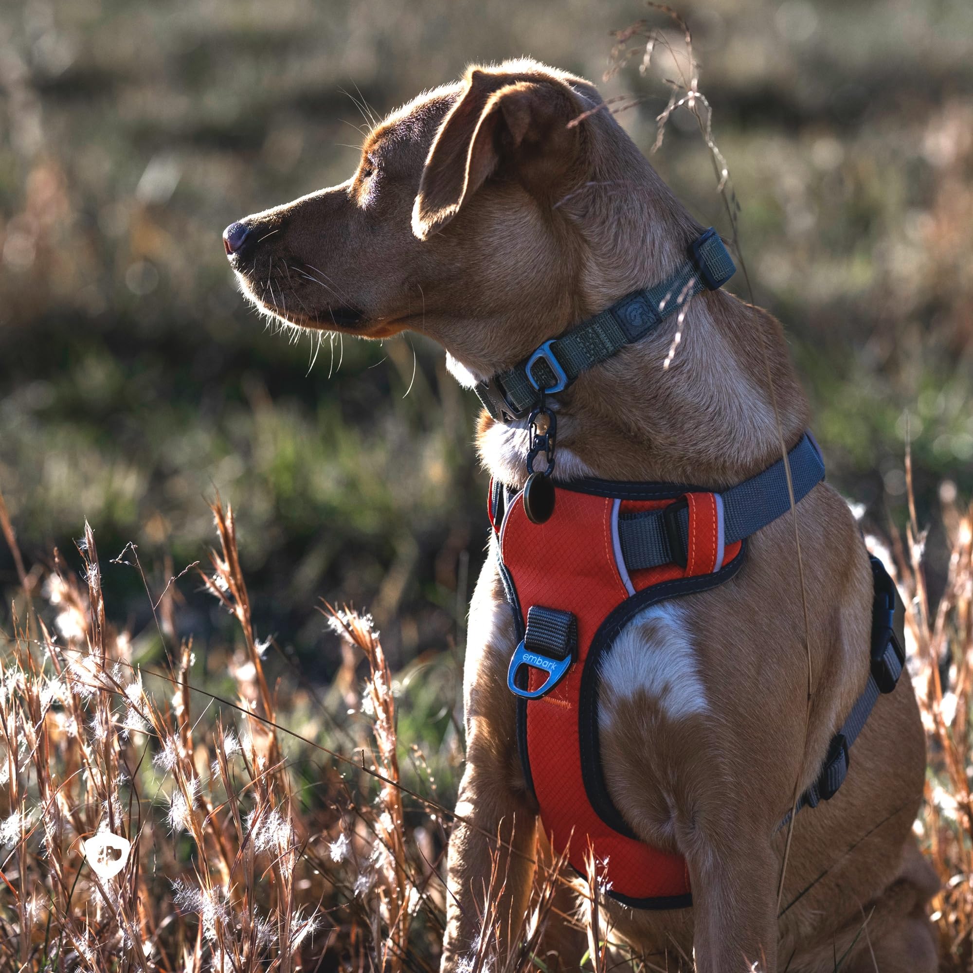 Embark Pets harnais dos avec attache arrière pour promenade stable