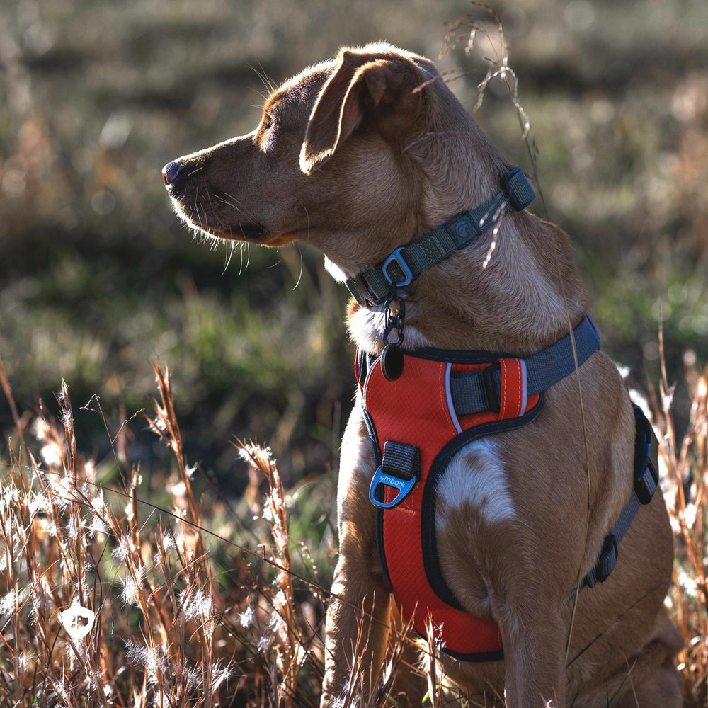 Embark Pets harnais dos avec attache arrière pour promenade stable