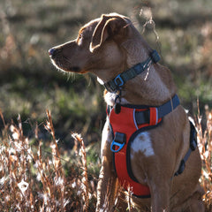 Embark Pets harnais dos avec attache arrière pour promenade stable