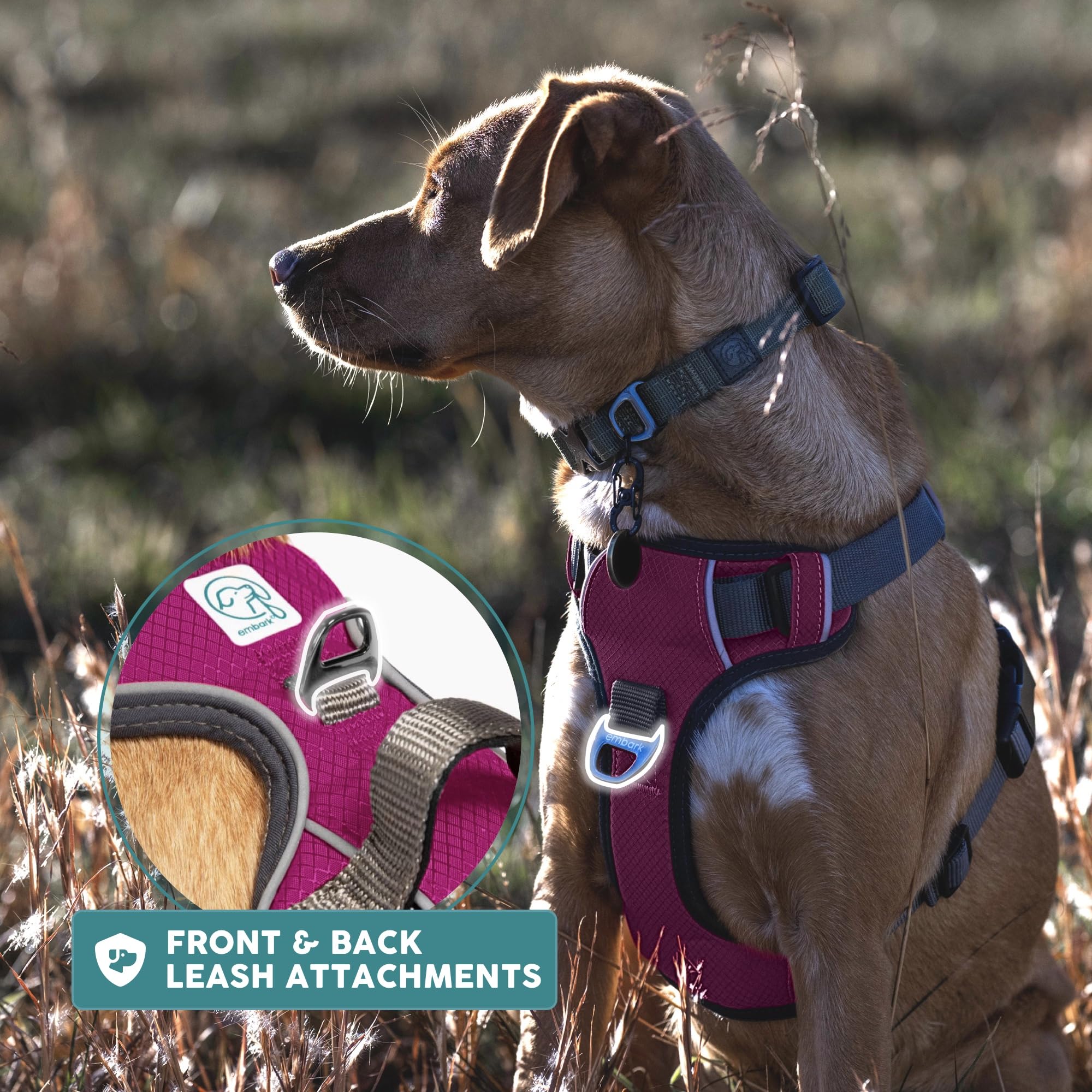 Embark Pets harnais éclairé en soirée montrant visibilité