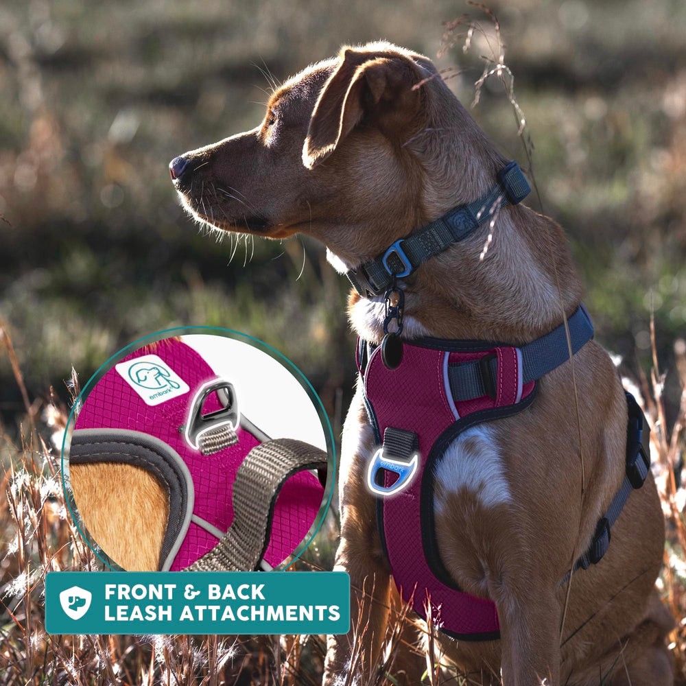 Embark Pets harnais éclairé en soirée montrant visibilité