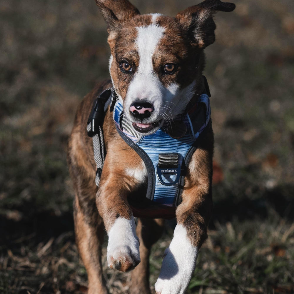 Embark Pets étiquette et sangles renforcées assurant ajustement et longévité