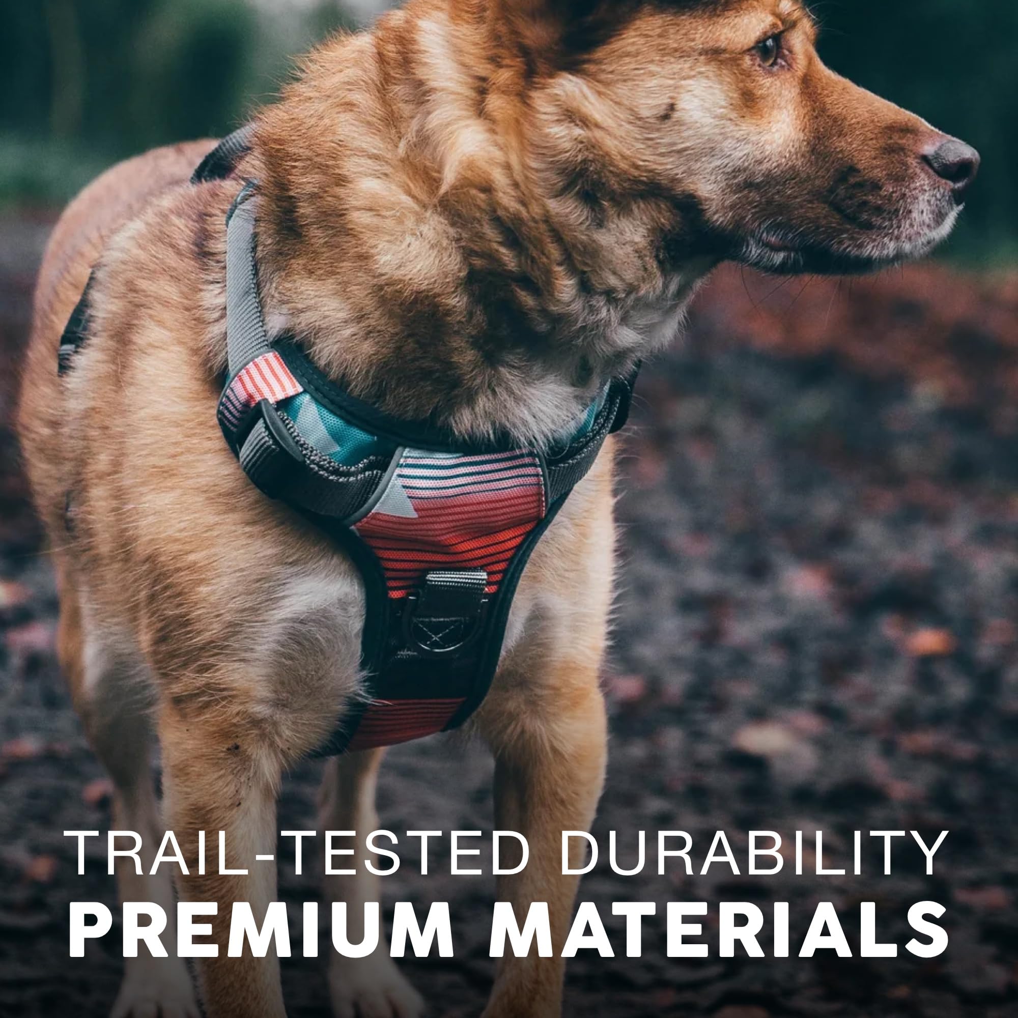 Embark Pets bandes réfléchissantes visibles la nuit pour sécurité accrue