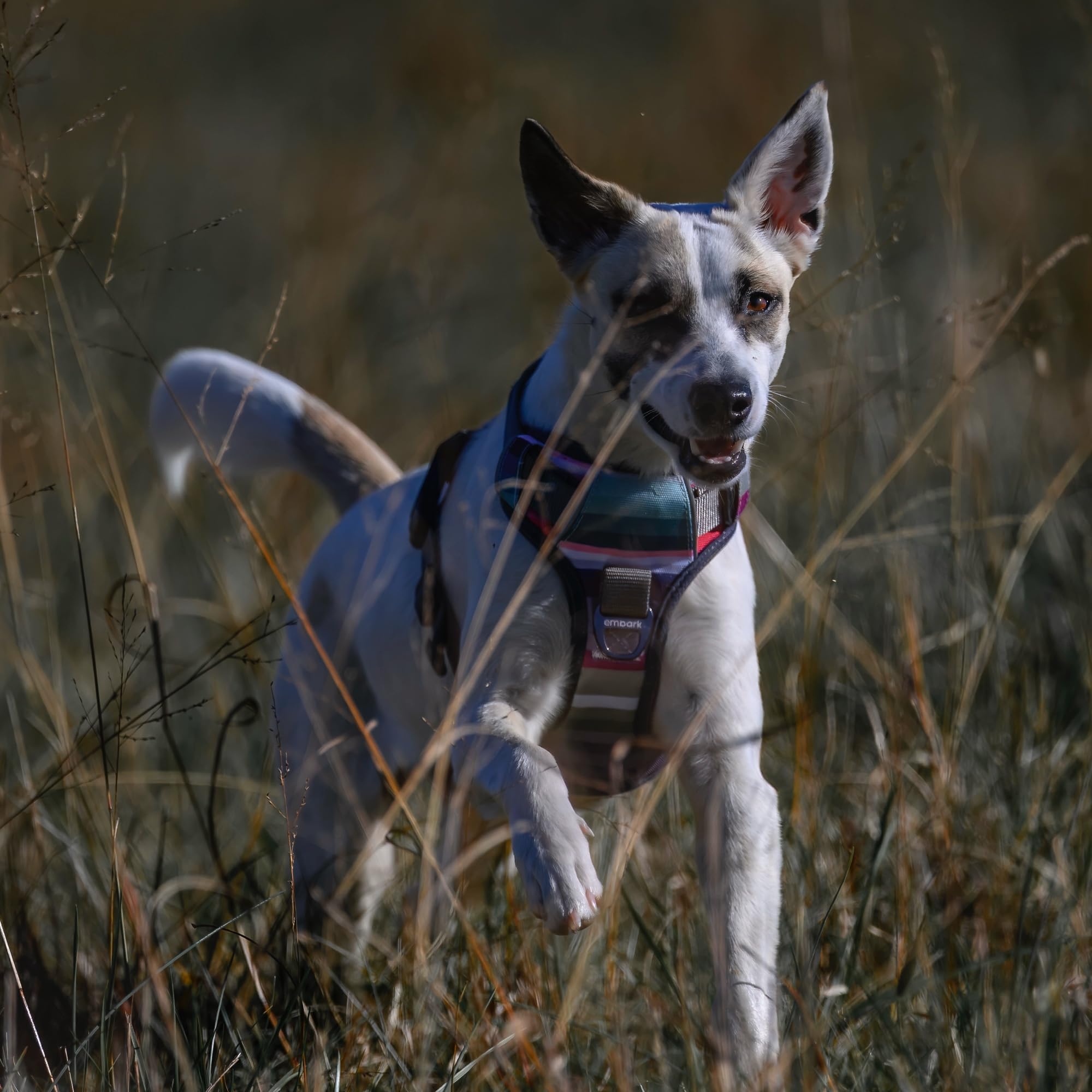 Embark harnais en promenade nocturne pour sécurité renforcée