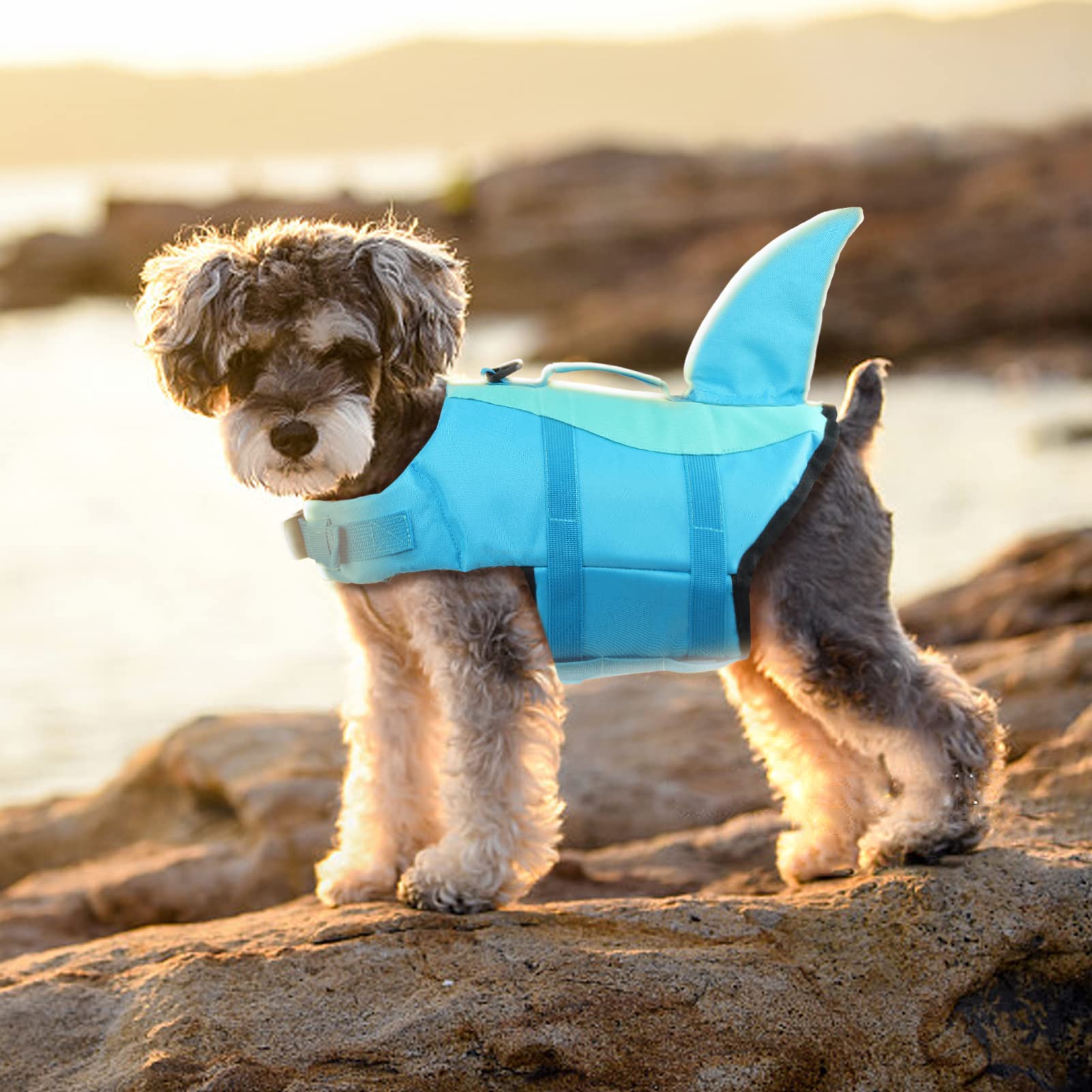 EMUST comparaison taille XS sur chien illustrant ajustement confortable