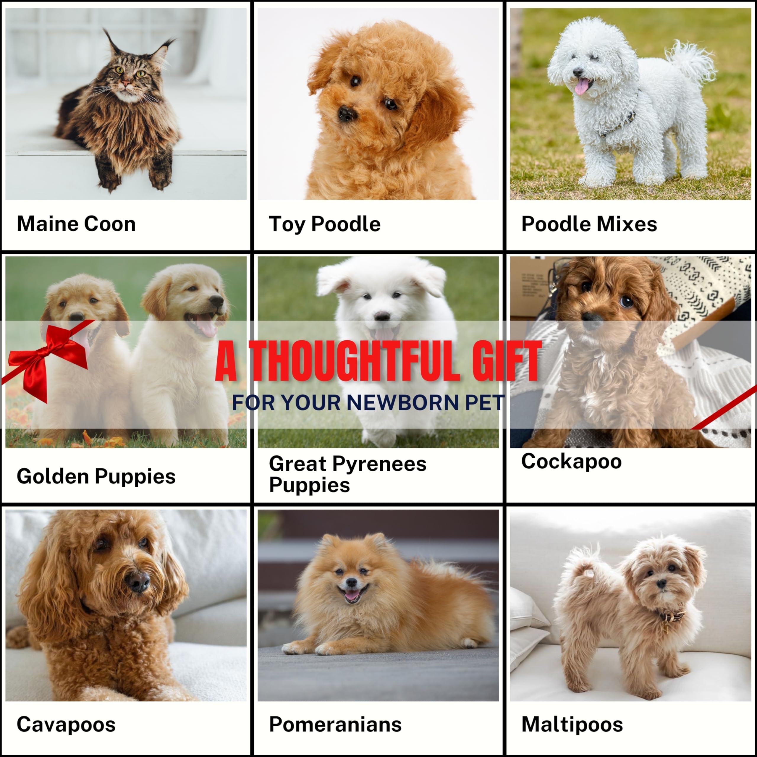 ENUKYCOM brossage d’un Pomeranian réduisant nœuds et perte de poils