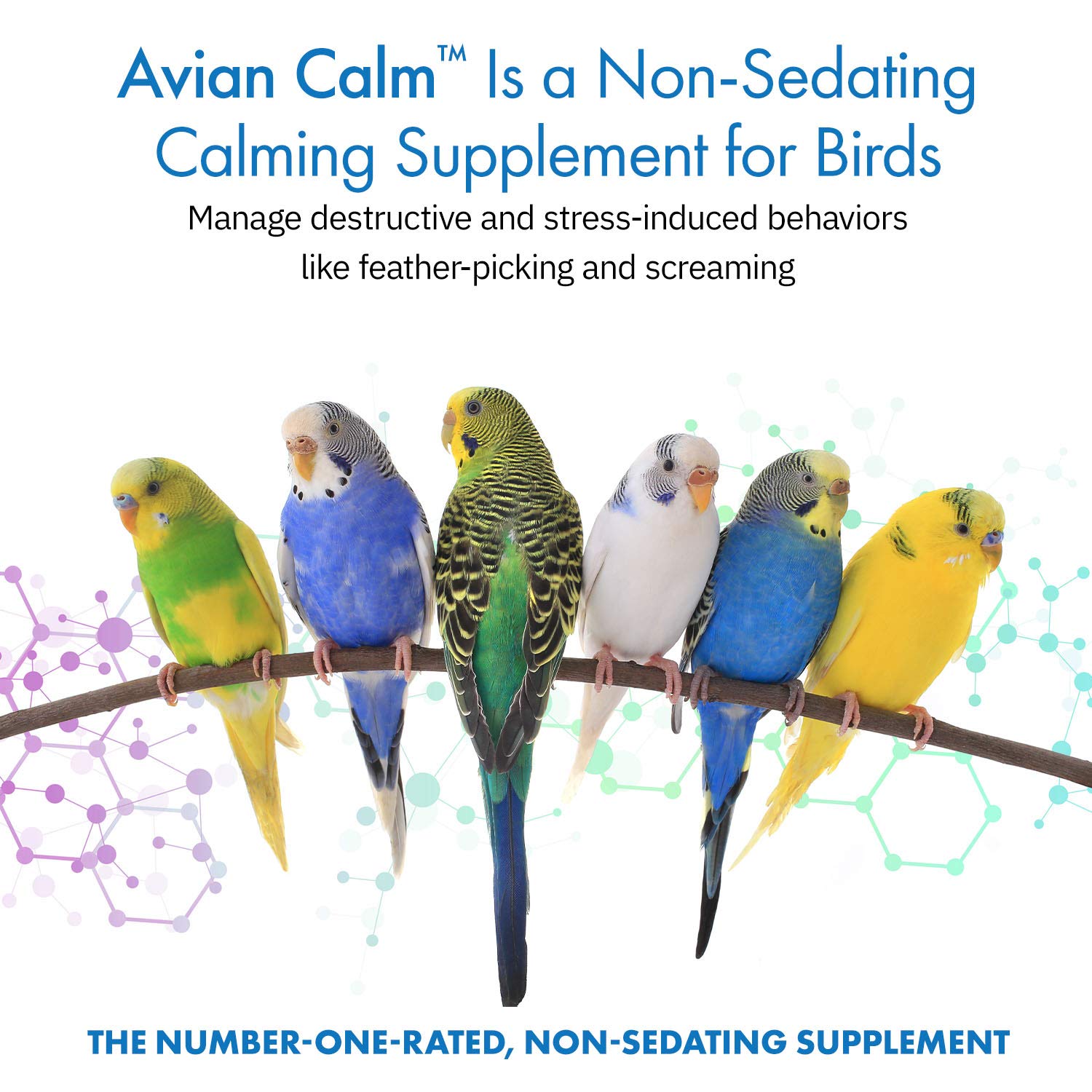 Gros plan poudre Avian Calm d'Equa Holistics montrant texture fine pour mélange facile