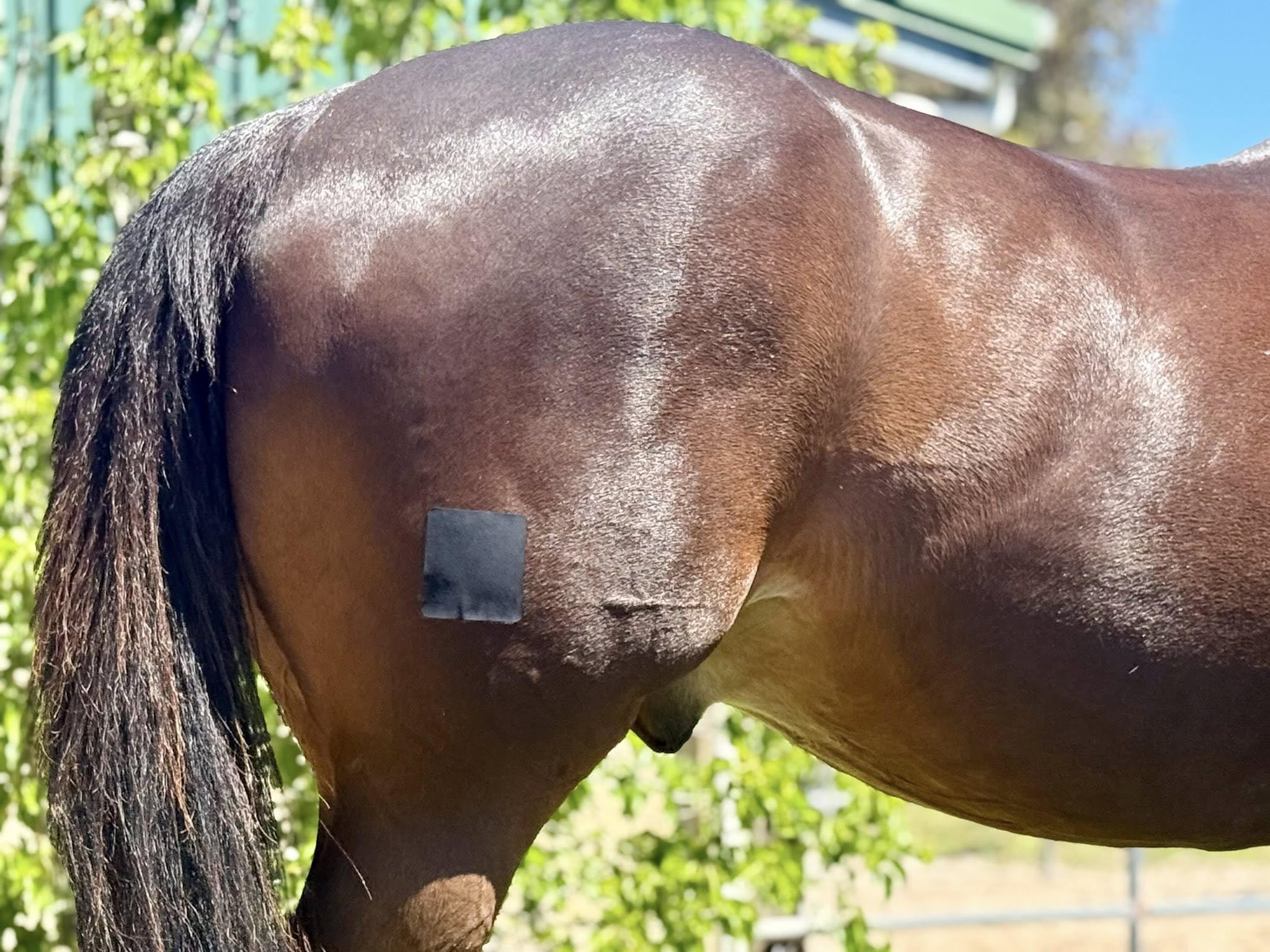 EQUI-FIXT compresses individuelles stériles assurant hygiène et protection
