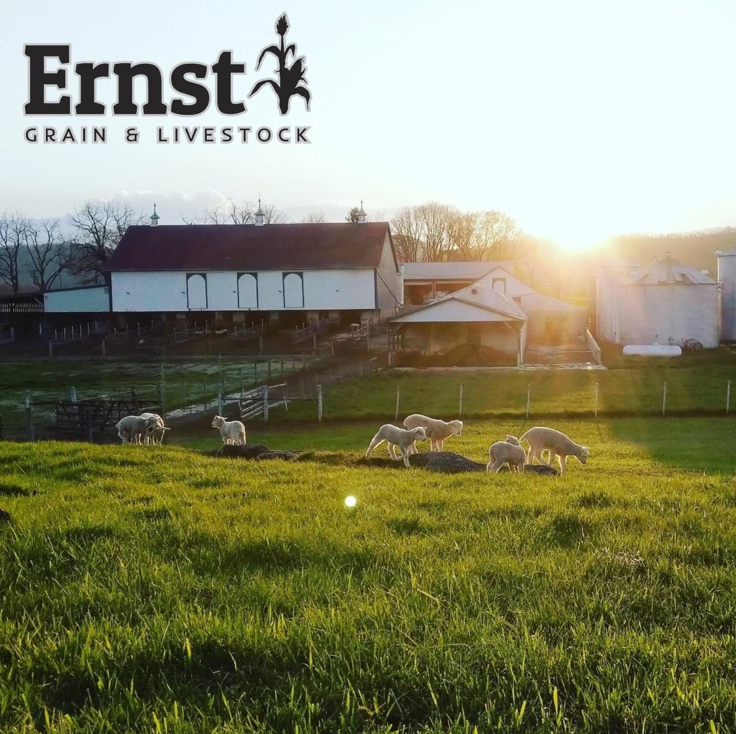 Ernst Grain ensachage à la ferme montrant production locale