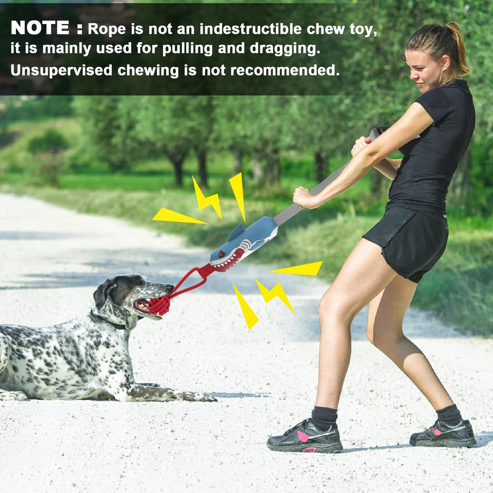 ETIAL shark comparaison d'échelle montre taille adaptée chiens moyens et grands