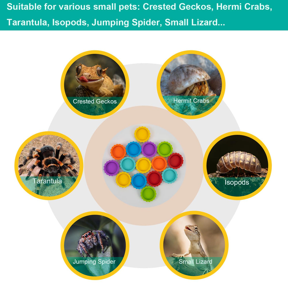 Eudimysx mise en scène couleurs vives améliore esthétique du terrarium