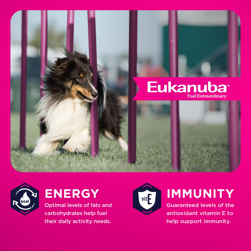 Eukanuba chien moyen actif démontrant énergie et mobilité