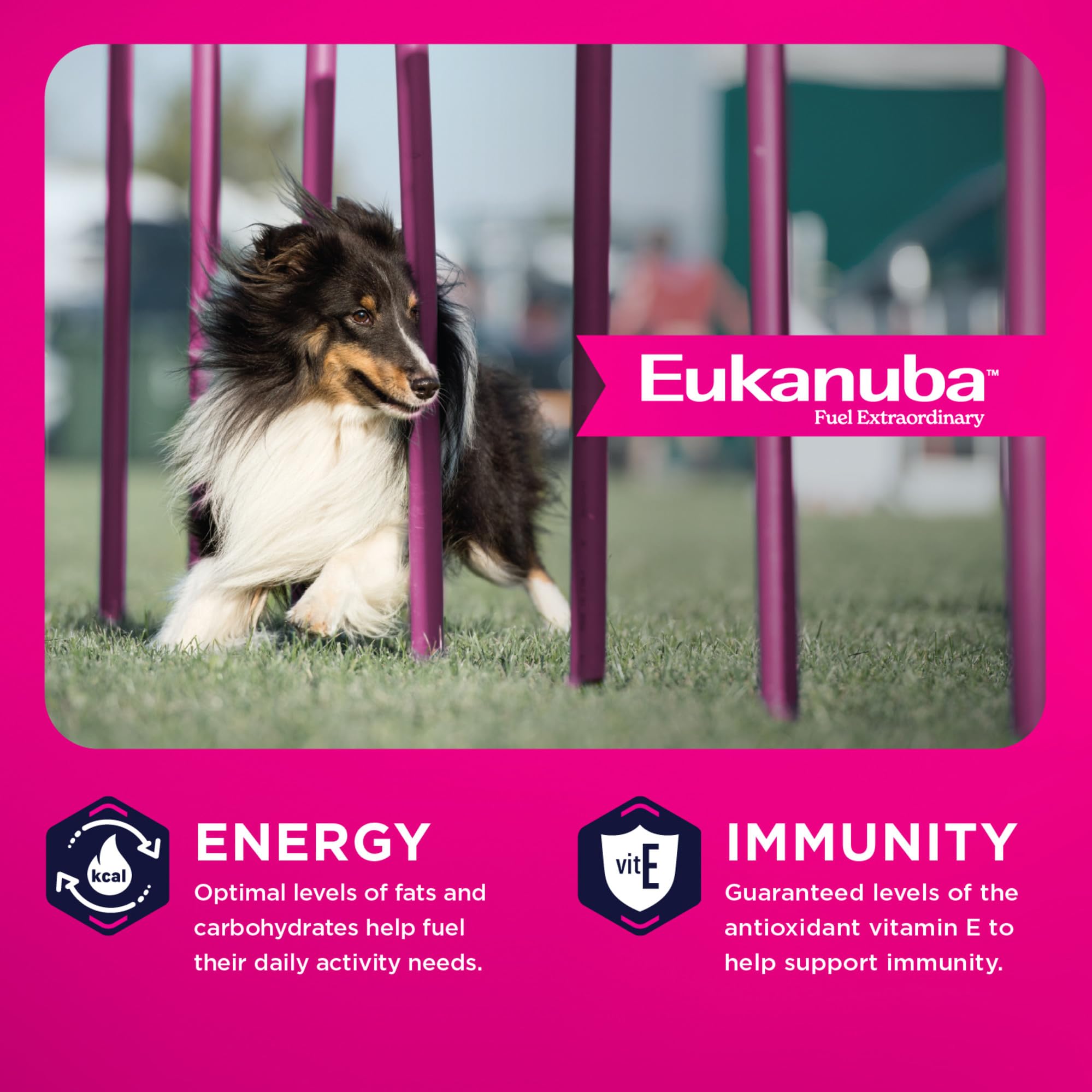 Eukanuba chien moyen en plein jeu illustrant l'énergie fournie par cette alimentation
