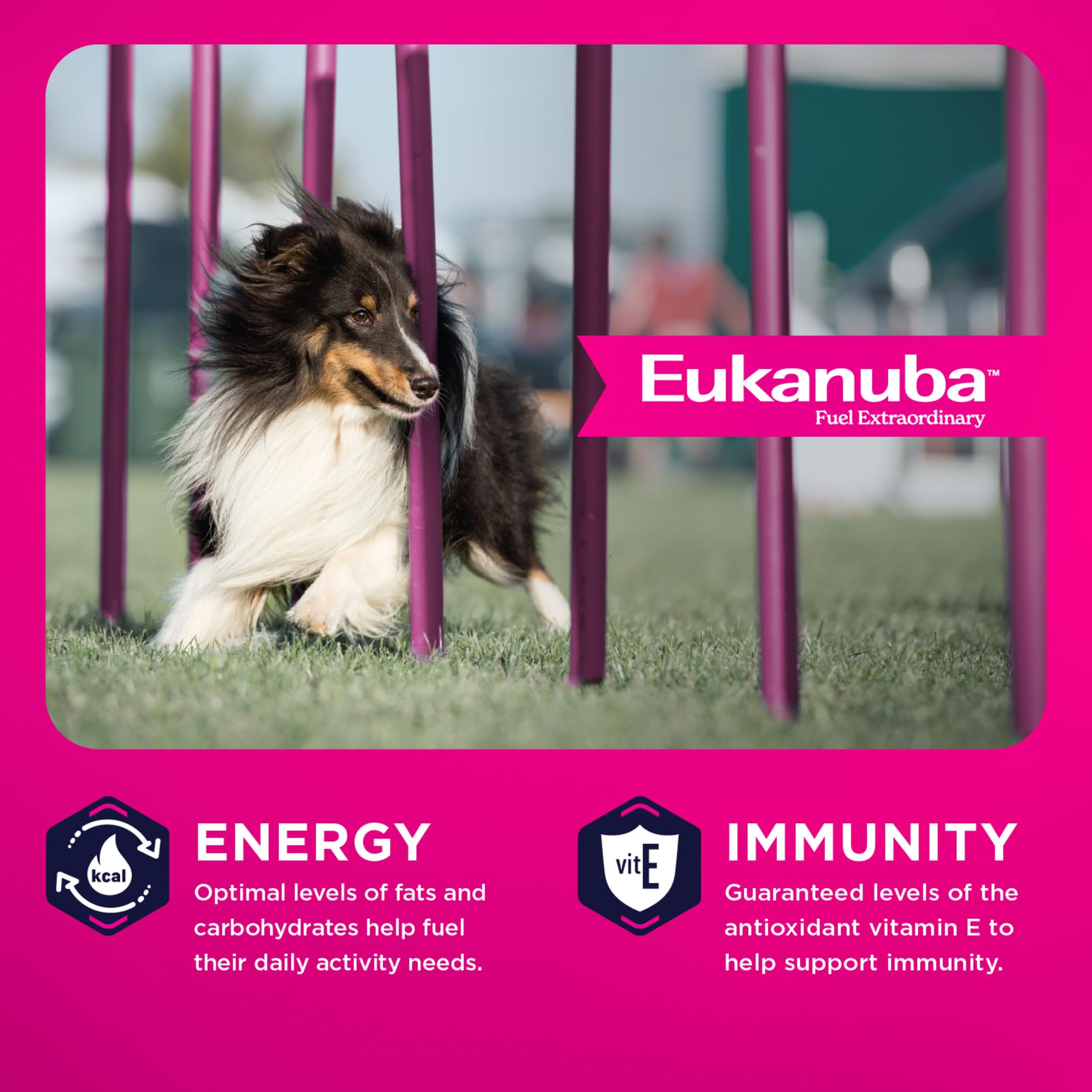 Eukanuba comparaison taille des croquettes pour petites et moyennes races