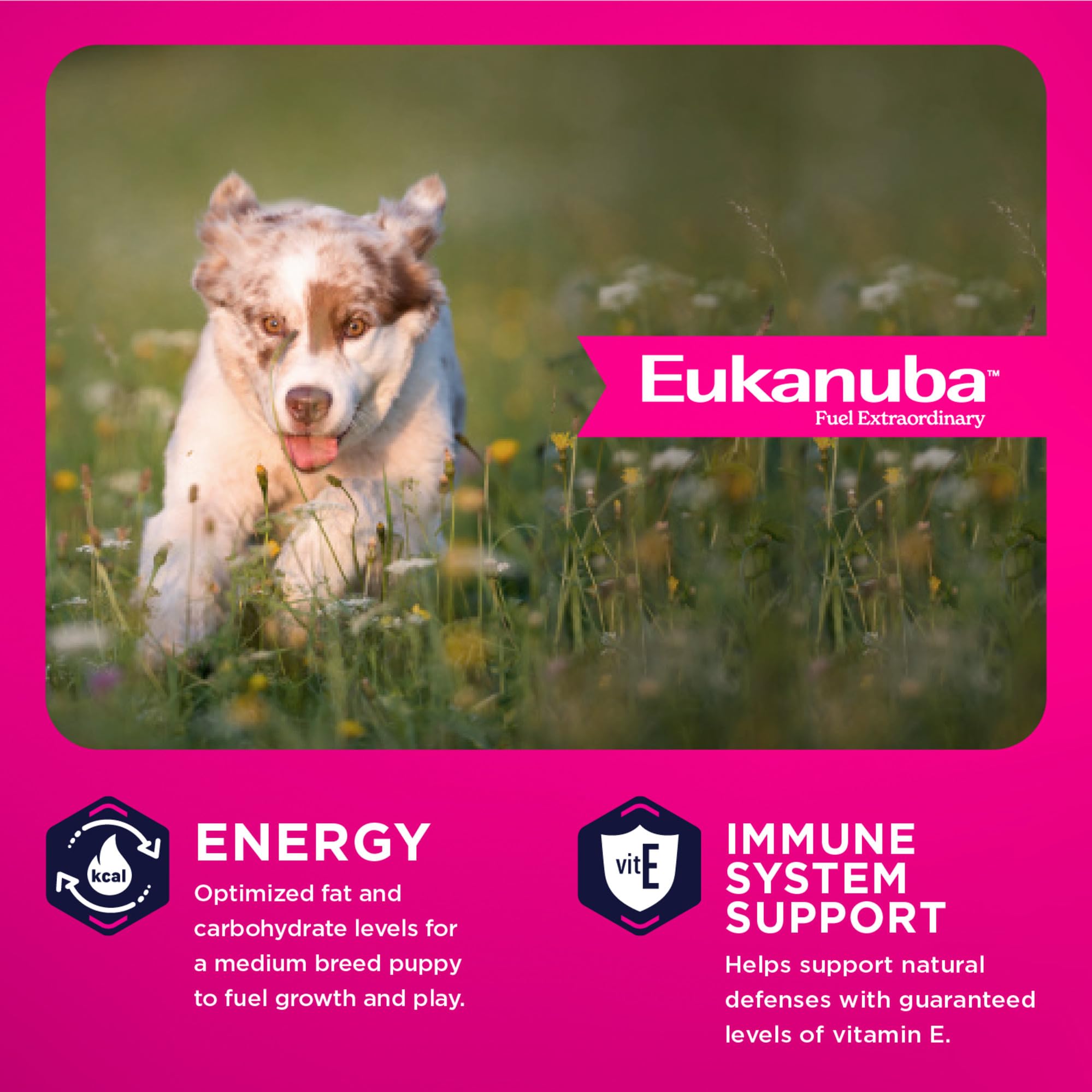 Eukanuba étiquette nutritionnelle détaillée informant sur ingrédients