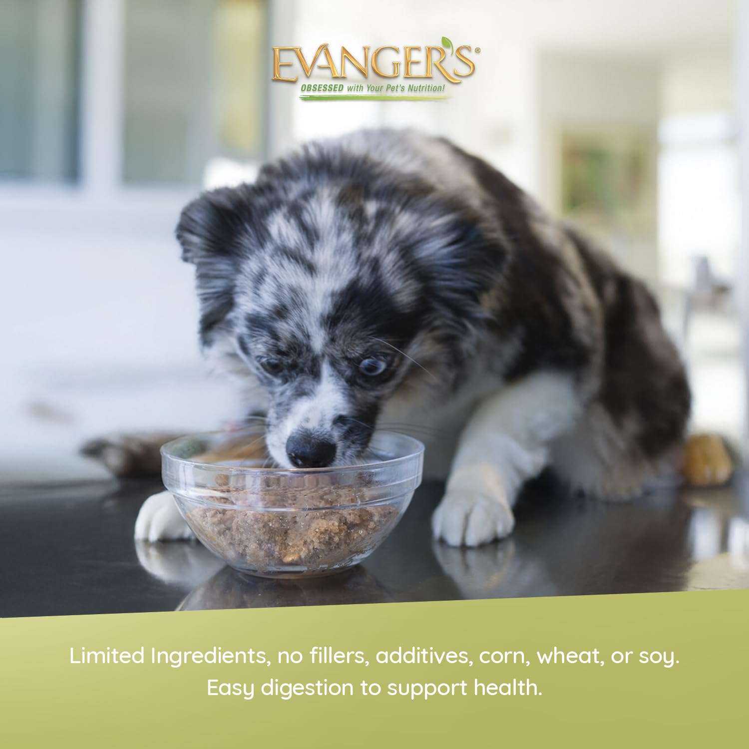 Evanger's texture de la pâtée appétissante favorisant l'acceptation du chien