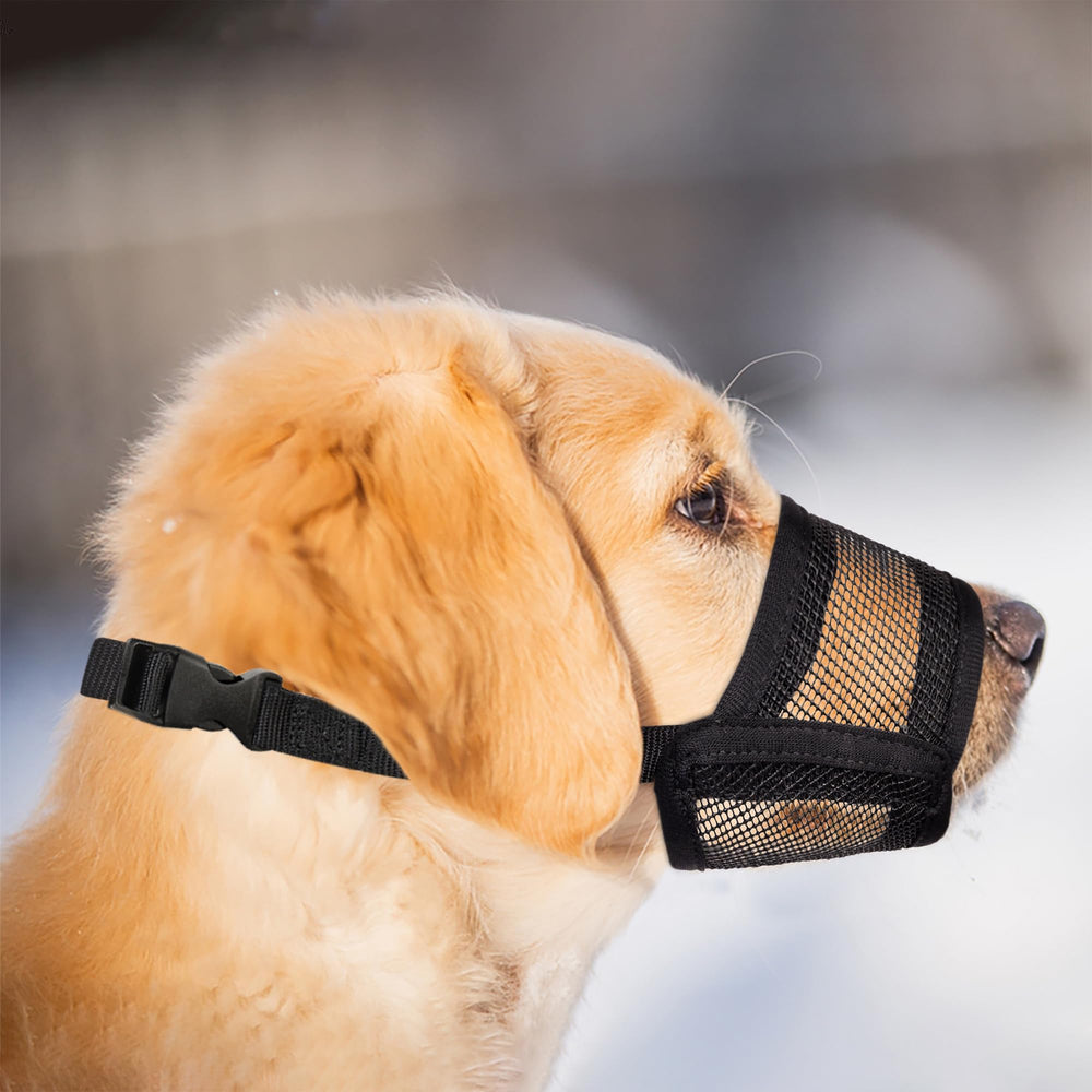Evollax sur un petit chien en promenade urbaine, prévention des morsures en sortie